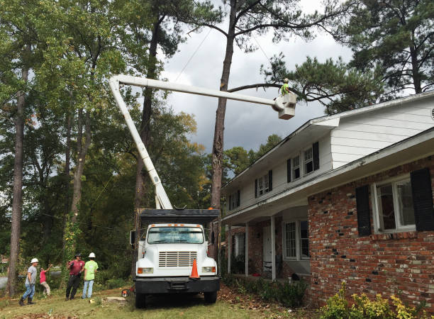 Best Utility Line Clearance  in Swansboro, NC